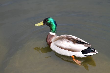 Duck, Mallard, Bird, Water Bird photo