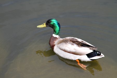 Duck, Mallard, Bird, Water Bird