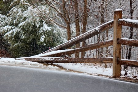 Snow, Winter, Tree, Freezing photo