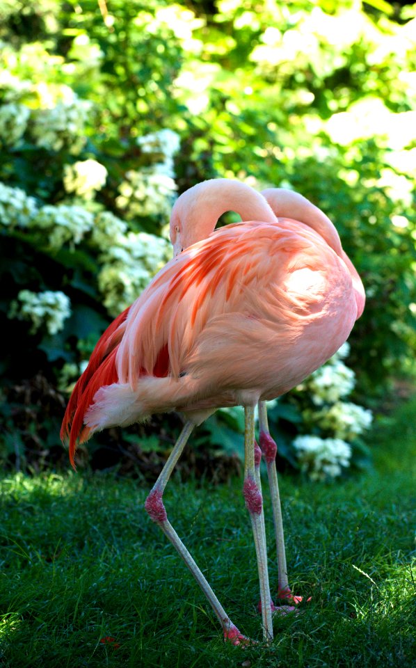 Flamingo, Bird, Water Bird, Beak