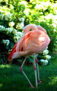 Flamingo, Bird, Water Bird, Beak