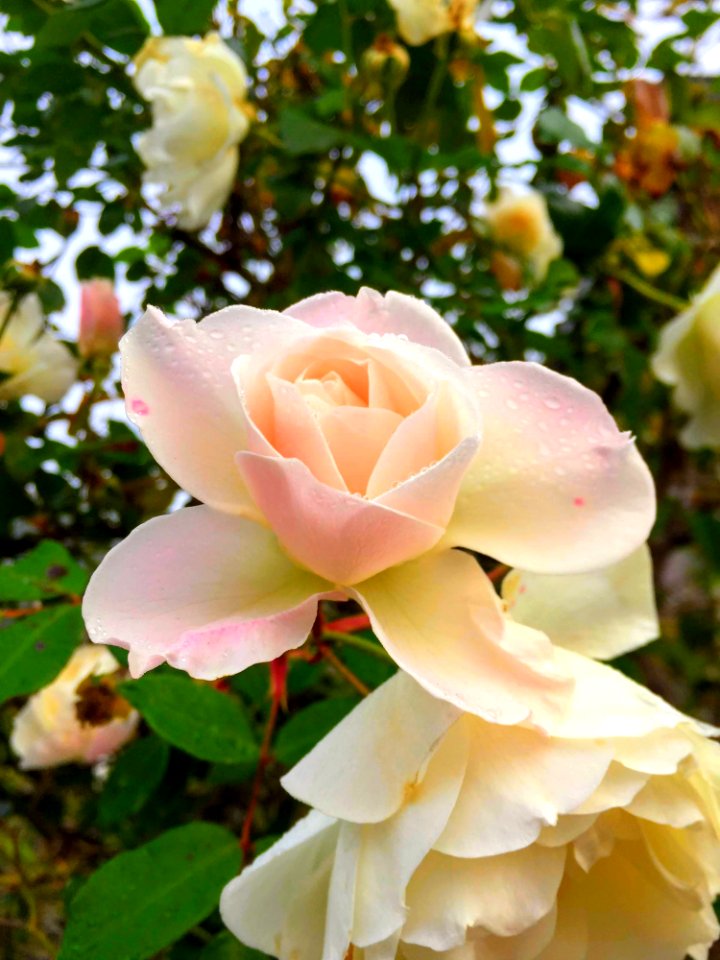 Rose, Flower, Rose Family, Flowering Plant