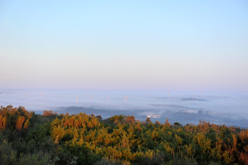 Sky, Horizon, Morning, Tree