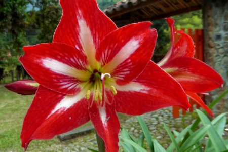 Flower, Plant, Flowering Plant, Lily photo