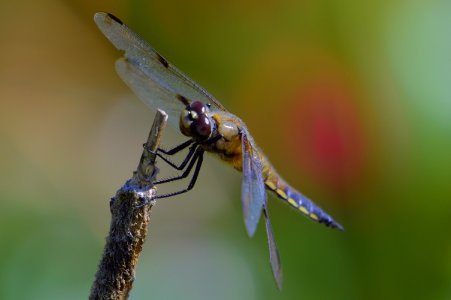 Insect, Dragonfly, Damselfly, Dragonflies And Damseflies