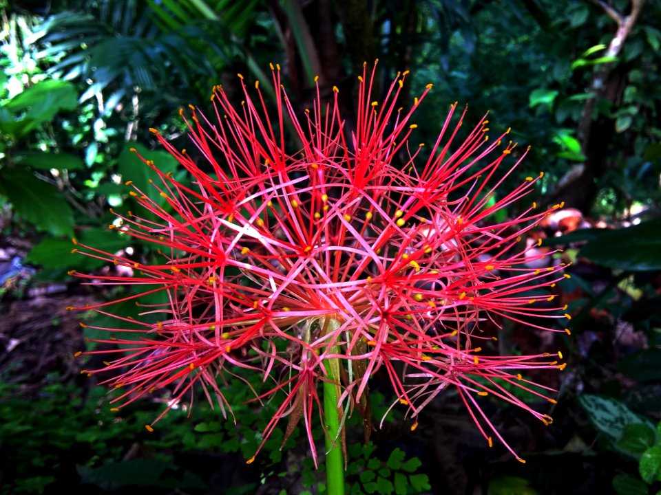 Plant, Flora, Flower, Flowering Plant