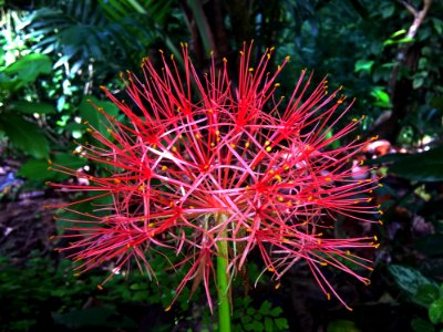 Plant, Flora, Flower, Flowering Plant