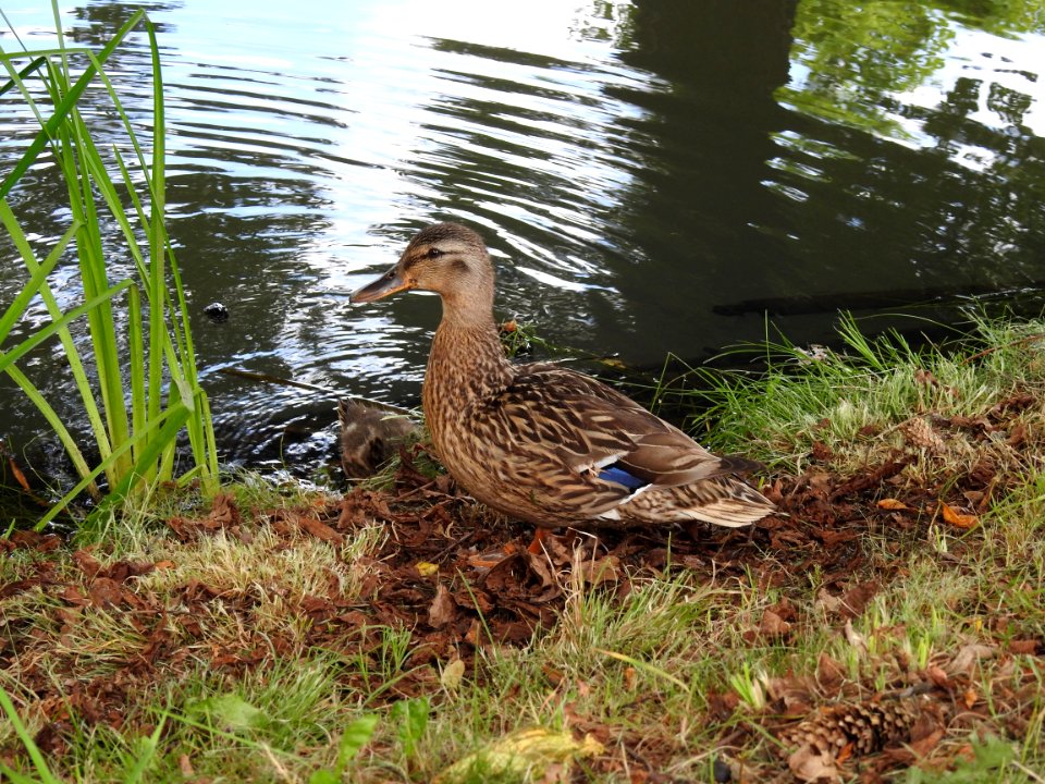 Bird, Duck, Ecosystem, Fauna
