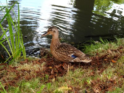 Bird, Duck, Ecosystem, Fauna