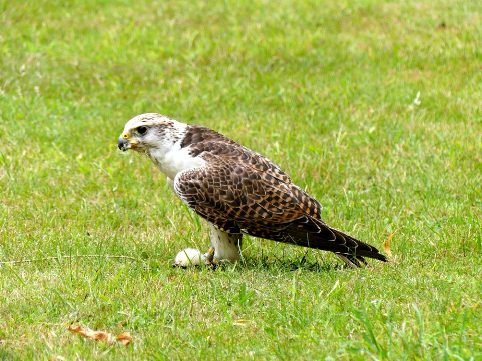 Bird, Fauna, Ecosystem, Falcon