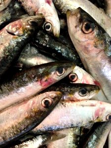 Sardine, Fish, Fish Products, Herring