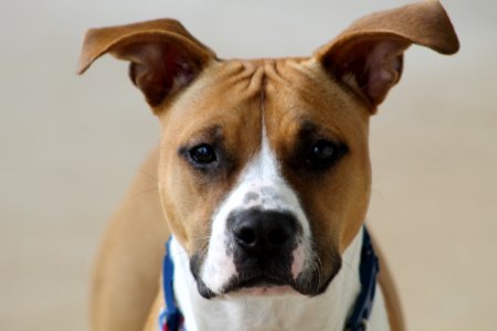 Dog, Dog Breed, Dog Like Mammal, American Staffordshire Terrier