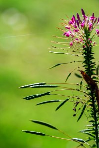Vegetation, Flora, Plant, Grass