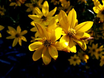 Flower, Yellow, Flora, Wildflower photo