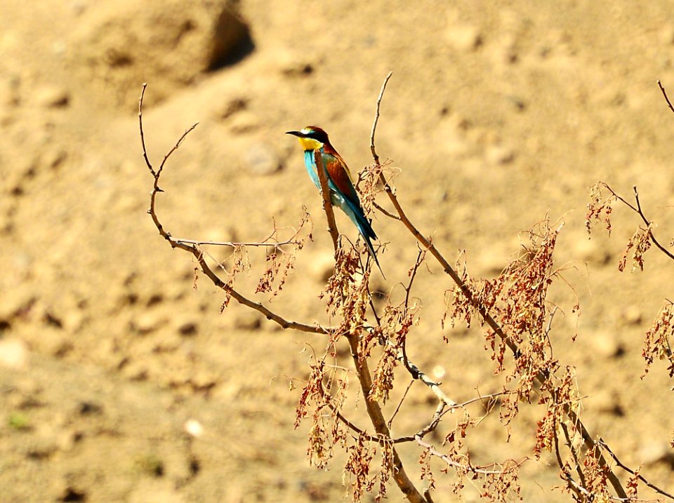 Organism, Bird, Plant, Wildlife