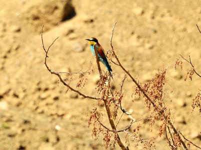 Organism, Bird, Plant, Wildlife