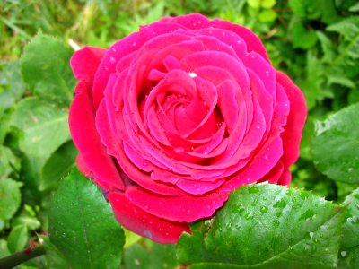 Flower, Rose, Rose Family, Garden Roses