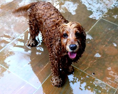 Dog, Dog Like Mammal, Dog Breed, Cockapoo photo