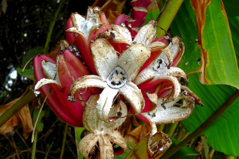 Plant, Flora, Flower, Flowering Plant