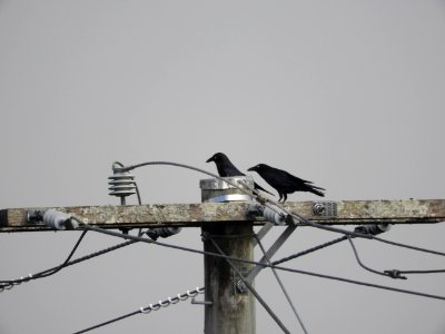 Bird, Wire, Fauna, Beak