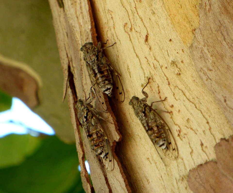 Insect, Fauna, Invertebrate, Pest