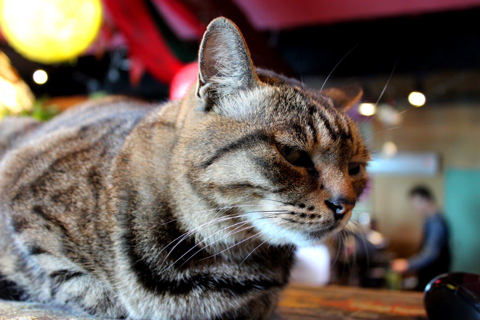 Cat, Dragon Li, Whiskers, Mammal