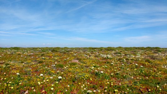Ecosystem, Vegetation, Sky, Field photo