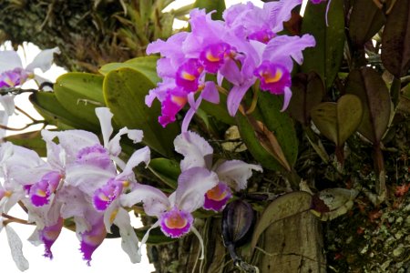 Flower, Plant, Flowering Plant, Flora