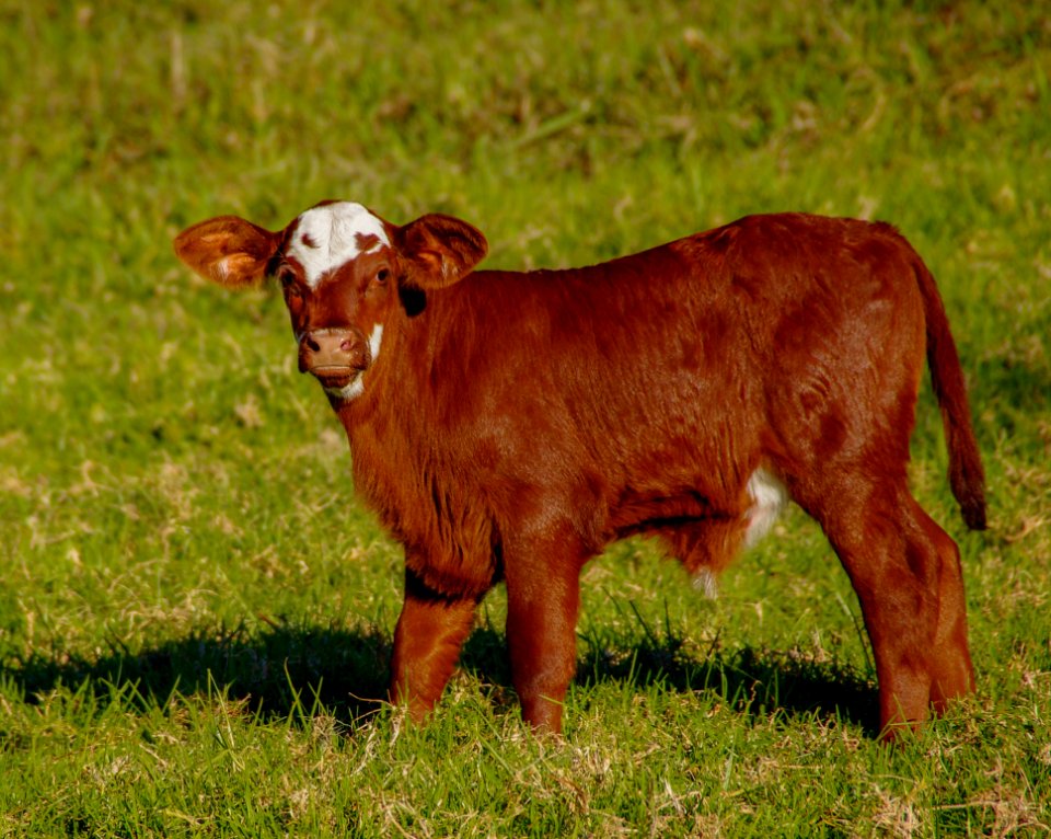 Cattle Like Mammal, Pasture, Cow Goat Family, Grassland