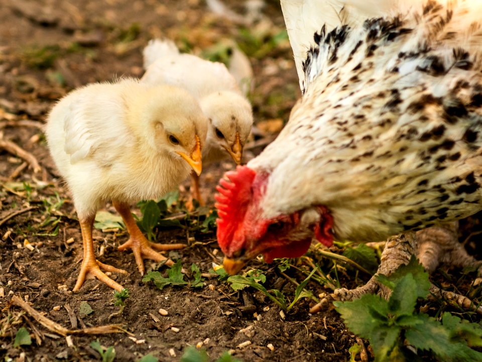 Chicken, Galliformes, Bird, Beak
