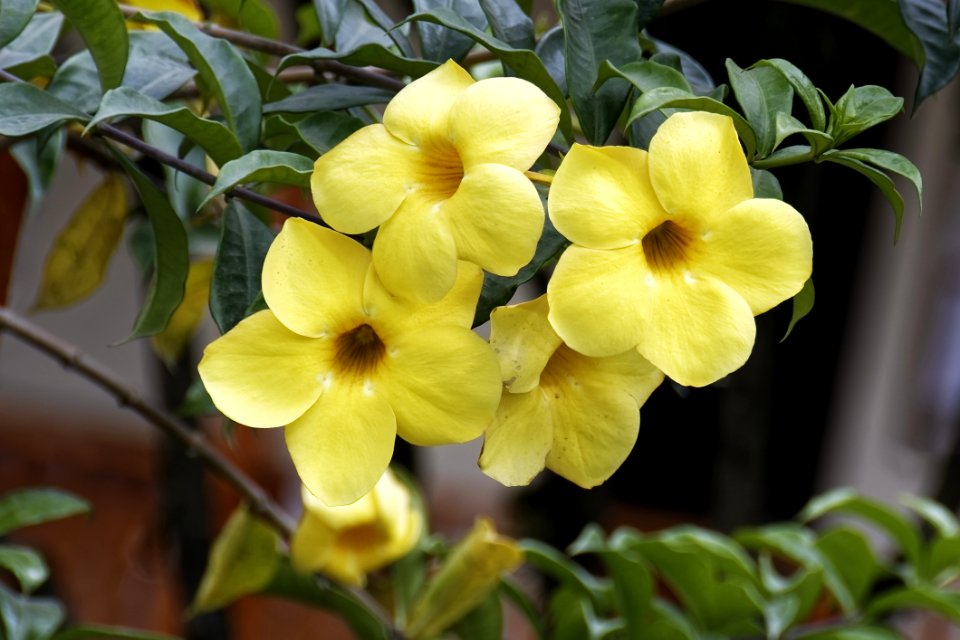 Yellow, Flower, Plant, Flora