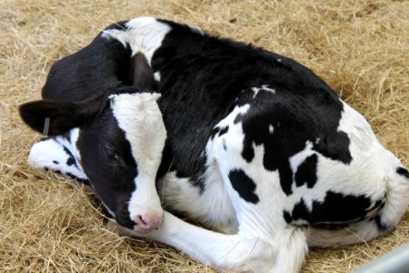 Cattle Like Mammal, Dairy Cow, Dairy, Calf