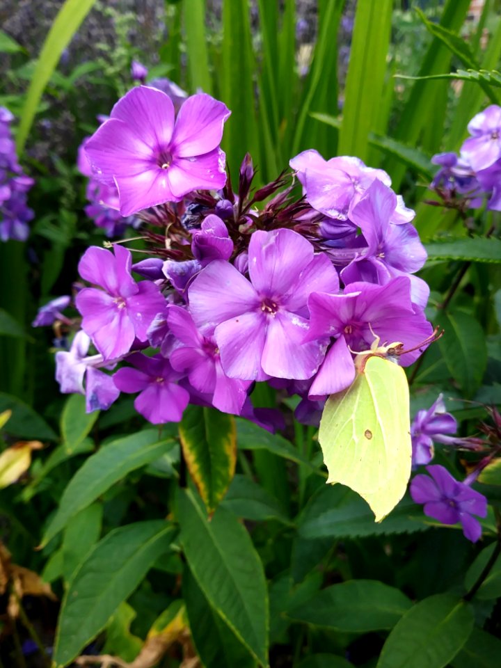 Flower, Plant, Flora, Purple