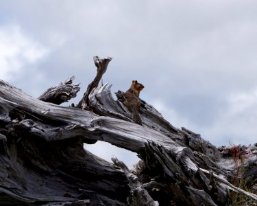 Tree, Wood, Mountain, Sky