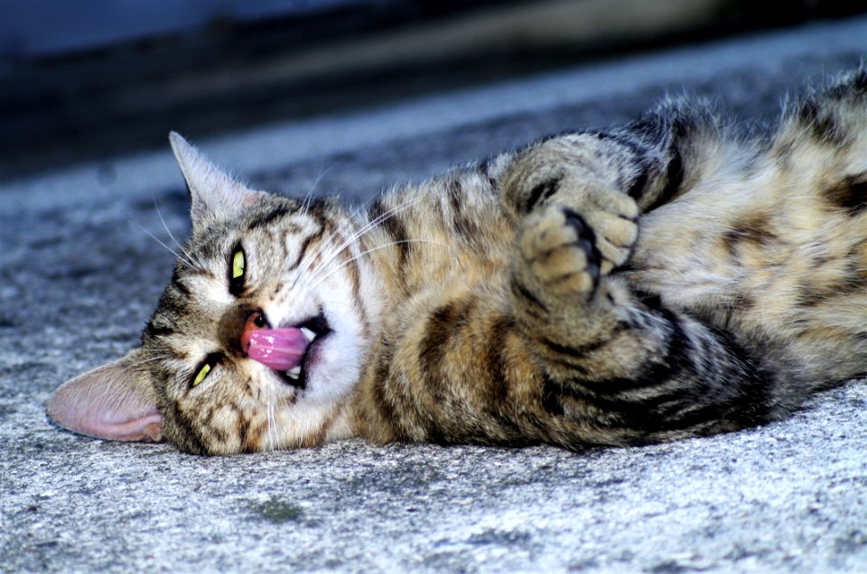 Cat, Dragon Li, Whiskers, Mammal