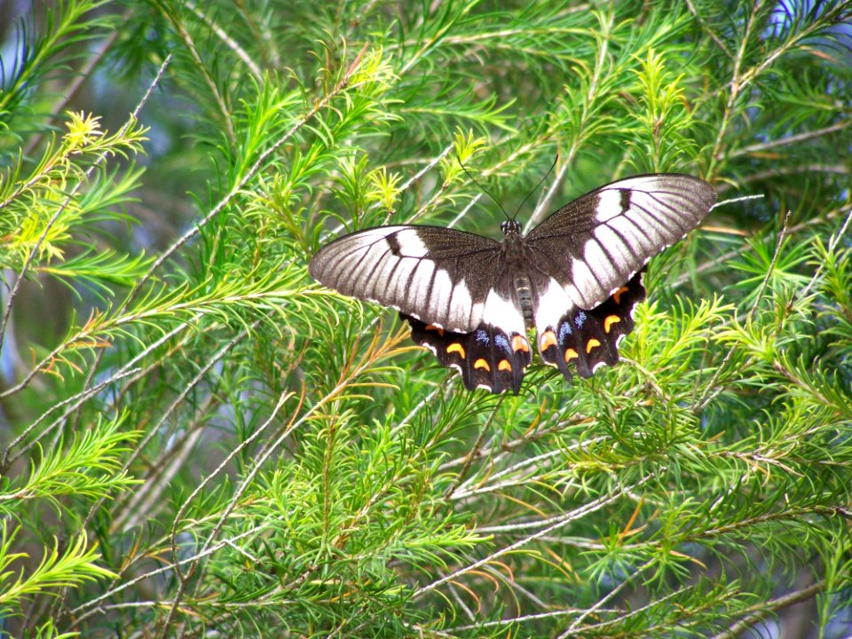 Butterfly, Moths And Butterflies, Ecosystem, Insect
