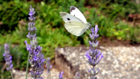Butterfly, English Lavender, Lavender, Moths And Butterflies photo