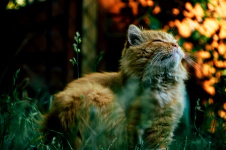 Whiskers, Cat, Fauna, Wild Cat photo