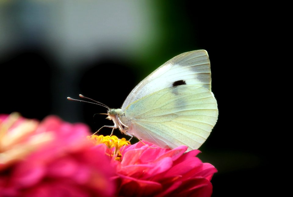 Butterfly, Insect, Moths And Butterflies, Lycaenid