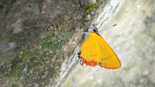 Moths And Butterflies, Insect, Butterfly, Invertebrate