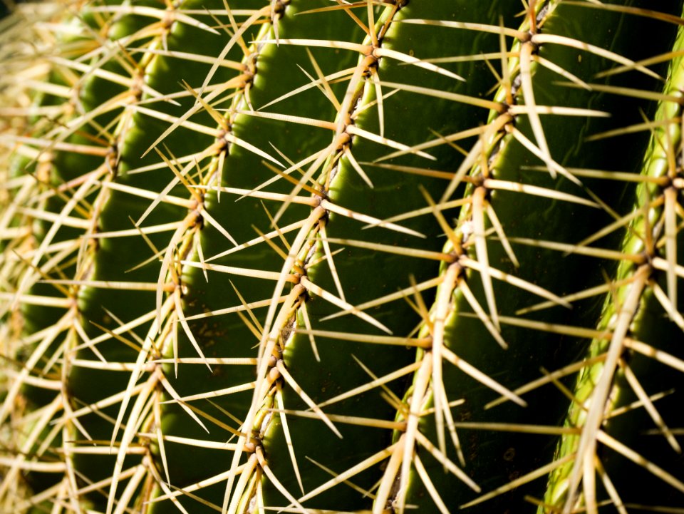 Thorns Spines And Prickles, Plant, Cactus, Vegetation