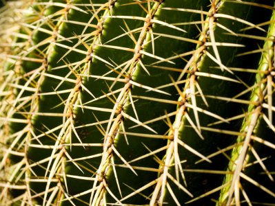 Thorns Spines And Prickles, Plant, Cactus, Vegetation photo
