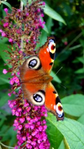 Butterfly, Moths And Butterflies, Insect, Brush Footed Butterfly