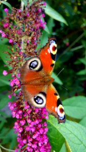 Butterfly, Moths And Butterflies, Insect, Brush Footed Butterfly photo