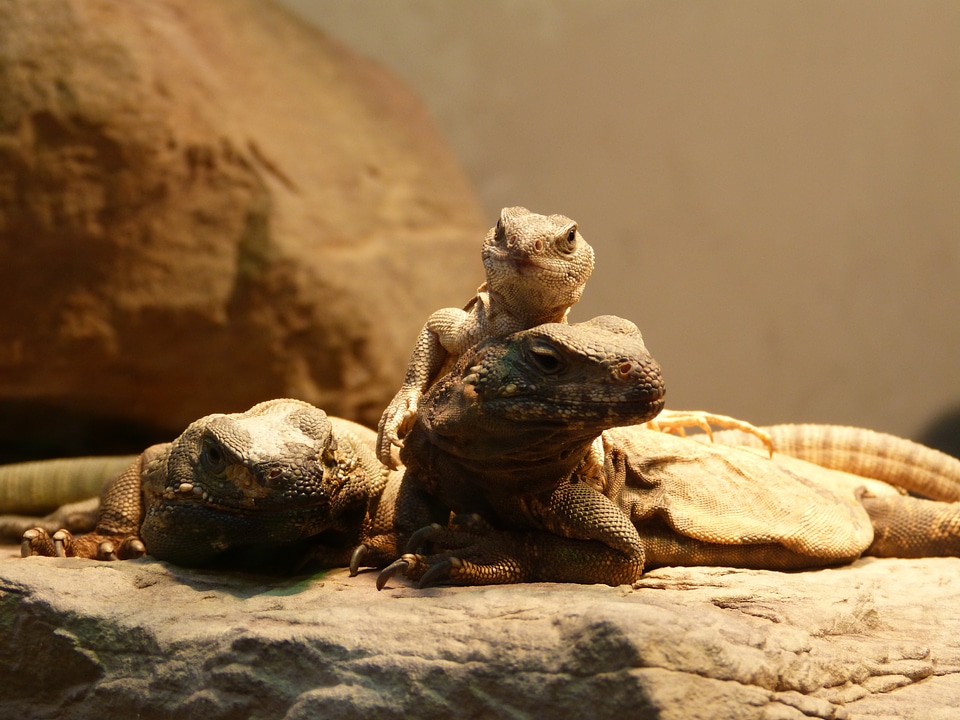 Reptile animals reptiles