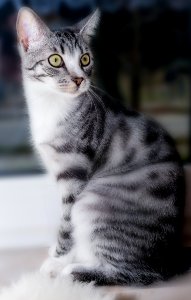 Cat, Whiskers, Fauna, Mammal photo