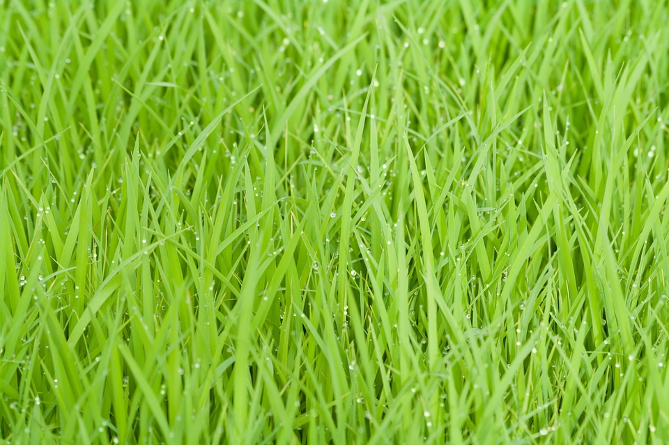 Nature plant natural