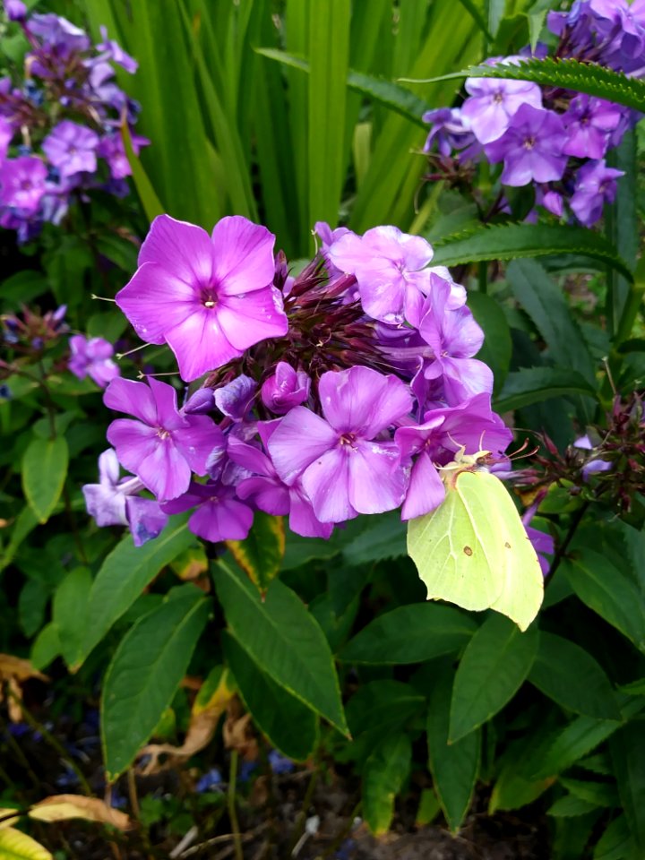 Plant, Flower, Purple, Flora