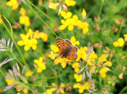 Butterfly, Moths And Butterflies, Brush Footed Butterfly, Fauna