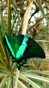 Butterfly, Moths And Butterflies, Insect, Invertebrate